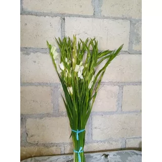 Oferta 200 Bulbos De Gladiolas Calibre 4/6 Blanca Borrega