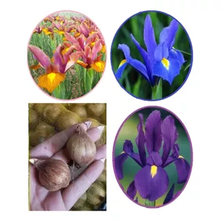 Lirios  Iris Hollandica X 4 Bulbos Bulbos-semillas