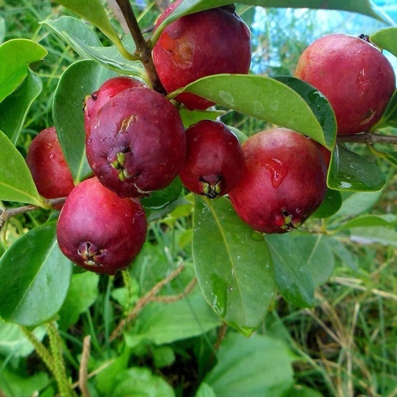 Guayaba Fresa Crecimiento Rapido 