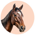 CABALLOS