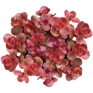 Muda Suculenta Cor Vinho - Sedum Spurium Red Carpet