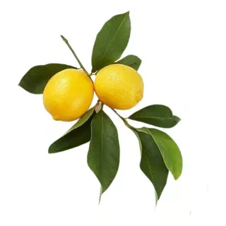 Limón Genova Limonero Frutal Injertado