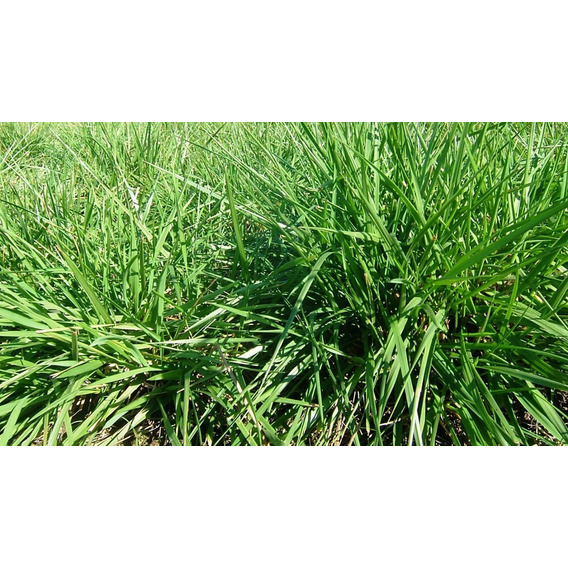 Semillas De Festuca Alta Forrajera X 20 Kg