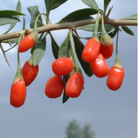 goji pro para adelgazar