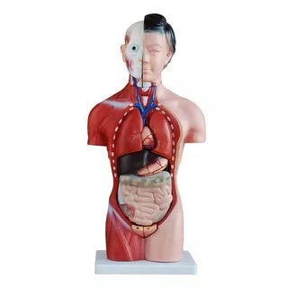 Modelo Torso Para Treino Feminino 42cm 15 Peças - Anatomia