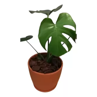 Planta Costilla De Adán O Monstera + Maceta Barro 