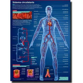 Poster Sistema Circulatorio Consultorio Medico Hd 70 X 50 Cm