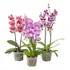 Orquídea Phalaenopsis P15 Con 2 Varas Florales Curvas