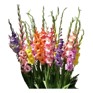 4 Bulbos De Gladiolos Surtidos Gladiolus - Gladiolas Cod 650