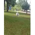 Doação De Cachorro 