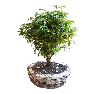 Bonsai Guayacan 