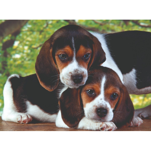 Beagles Juntos Perro Rompecabezas 500 Clementoni