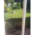 Clases De Adaptación Para Caninos Todas Las Razas Y Edades