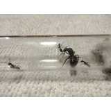 Reina Camponotus Chilensis.