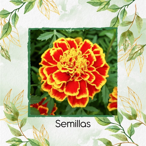 320 Semillas De Flor Tagetes Patula Rusty + Obs Germinación