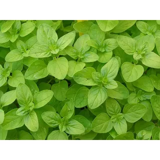 10 Gr. Aprox 45 Mil De Semillas Origanum Majorana - Mejorana