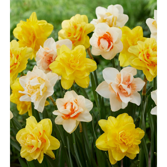 10 Bulbos Narciso Mix