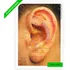 Oreja de silicona, mapa de auriculoterapia plastificado A4