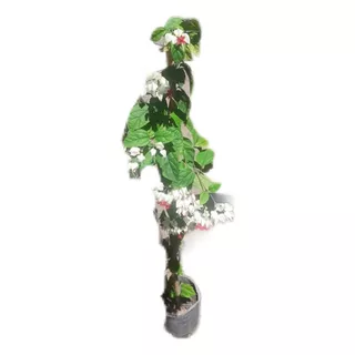 Clerodendro, Clerodendron, Corazon Herido 5lts