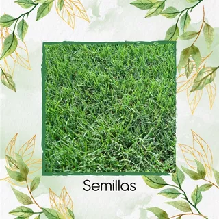 300.000 Semillas De Grama Decorativa Bermuda Grass