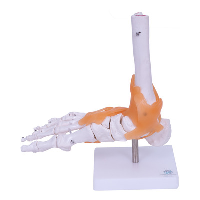 Anatômico Modelo Articulação Do Pé Com Ligamentos