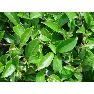 Plantas De Te Verde  Camellia Sinensis 10-15cm