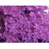 Coral Vivo Blando - Acuario Marino Reef - Anthelia
