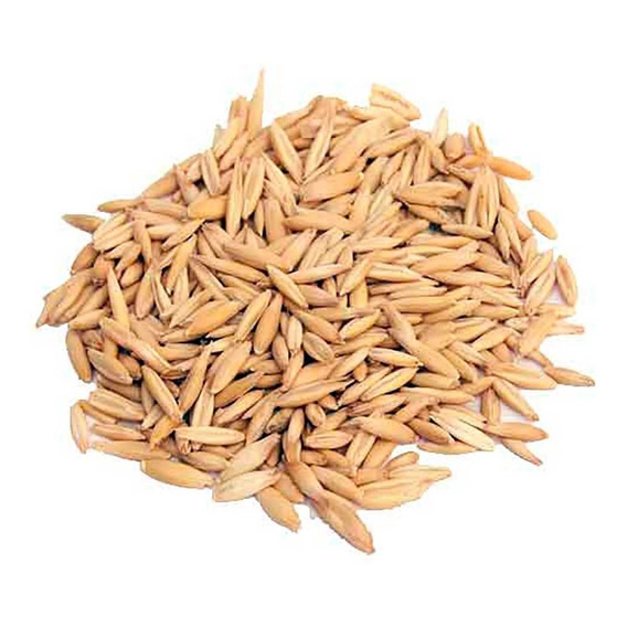 Semillas De Avena Para Brotes Natural X 3 Kg