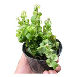 Columeia Crespa Dobrada Batom Pote 11 Planta Real Decorativa