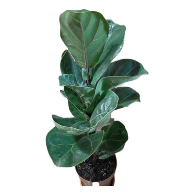 Ficus Lyrata 