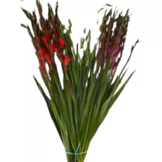 Oferta 300 Pz De Bulbos De Gladiola Colores Revuelto 