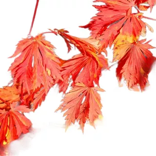 Acer Aconitifolium, Acer Colección 5lts