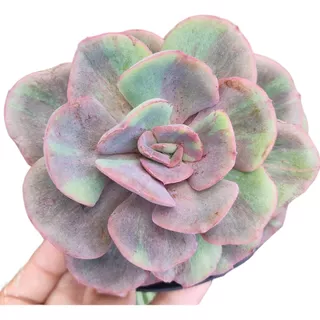 Suculenta Echeveria Goiabinha Multi Colorida Black Friday