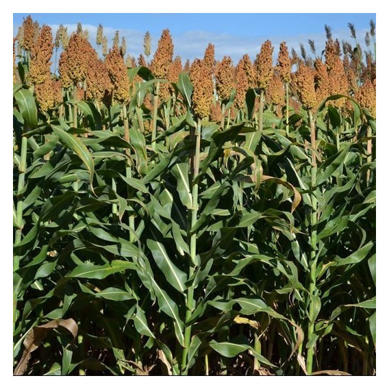 Semillas De Sorgo Doble Propósito X 10 Kg.