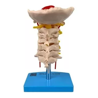 Coluna Vertebral Cervical Anatômico Tamanho Real Com Base