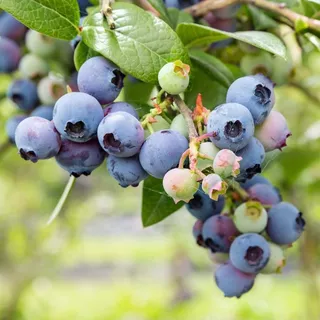 Semillas De Arándano Azul, Blue Berry  (30 Sem.)