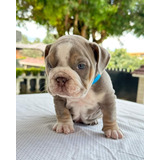 Cachorros Bulldog Ingles Pedegre Vacunados Tienda De Masco