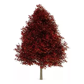 Arbol Otoñal Liquidambar 15lts