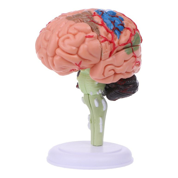 Modelo De Cerebro Humano 4d