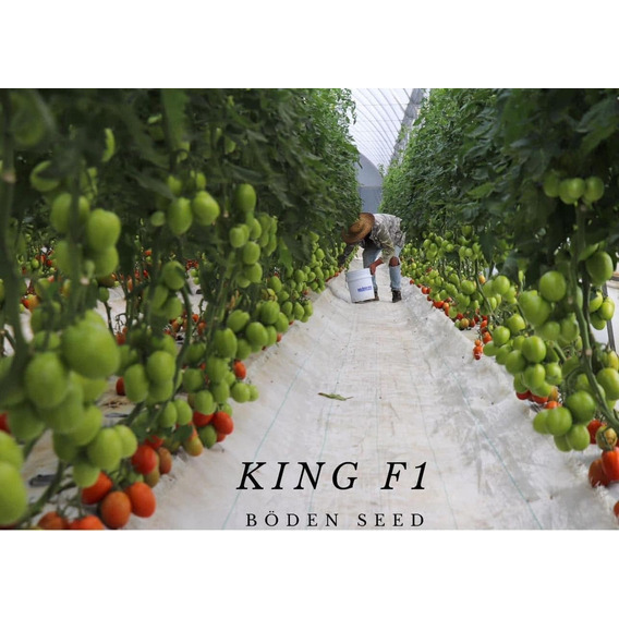 Semillas De Tomate King F1 Indeterminado