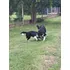 Borden Collie