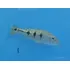 Pez Tucunaré Cichla Orinocensis Acuario Monster Tank Ciclido