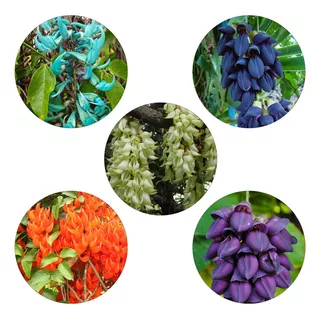 Kit 5 Mudas Jade: Azul, Vermelha, Negra, Lilás, Branca