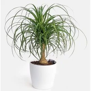 Planta Nolina Palmeras Pata Elefante 3l+ Maceta Premium 18cm