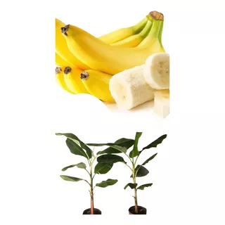 5 Mudas De Banana Maçã - Melhoradas Geneticamente.