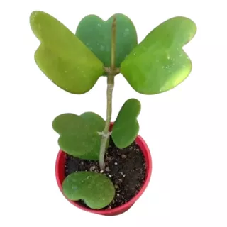 Suculenta Hoya Kerrii - Planta Corazón 