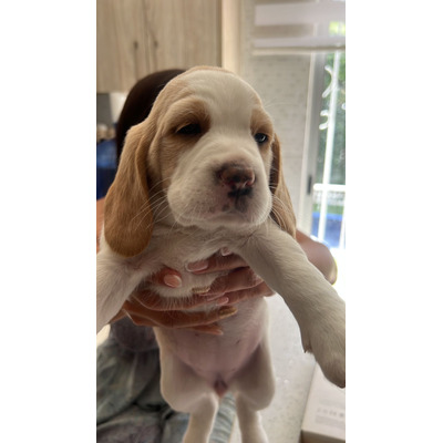 Cachorros Beagle 2 Hembras Y Un Macho