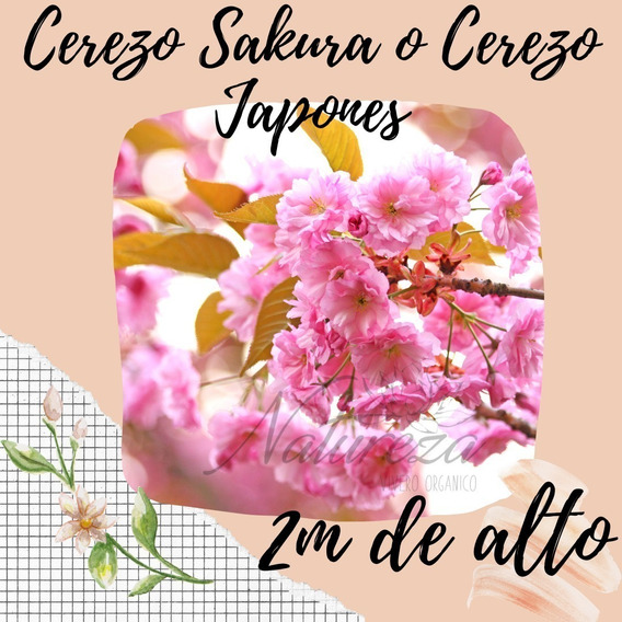 Cerezo Japonés Sakura!!!!! 