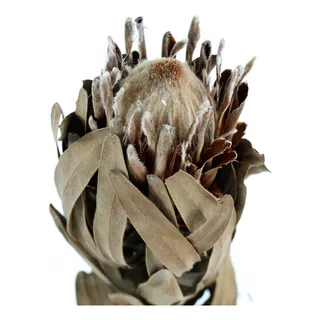 Protea Desidratada Decoração Sala Home Office C/ 8 Haste