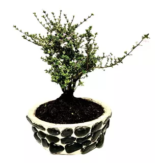 Bonsai Flores